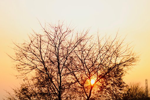 Free Autumn Forest Background photo and picture