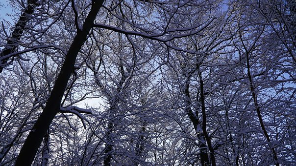 Free Forest Snow photo and picture