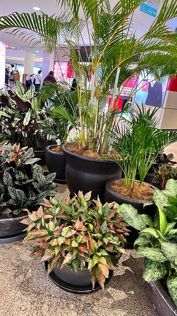 Sale De, Naturaleza, Follaje, Verde