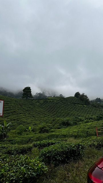 Té, Naturaleza, Paisaje, Colina