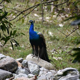 Vogel, Pfau, Federn, Wald, Geflügel