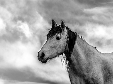 Free Horse Nature photo and picture