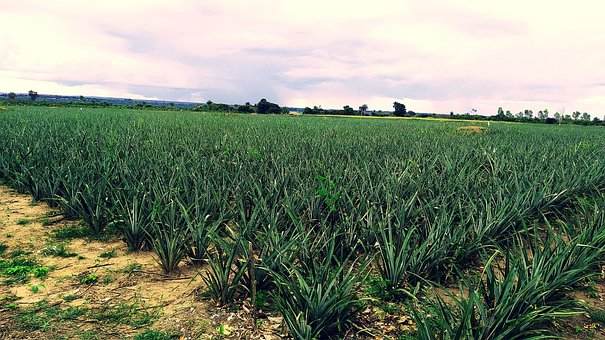 Roça, Ananas, Frukt, Tropiske, Natur