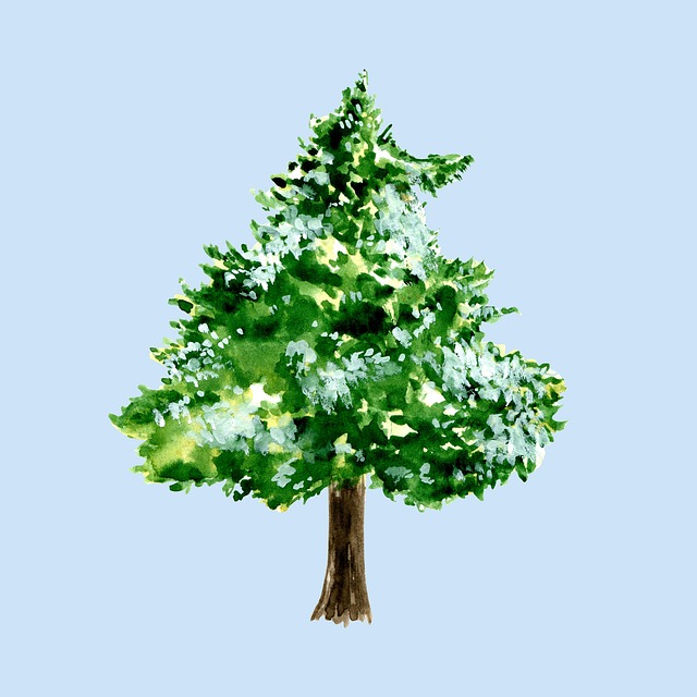 Winter, Baum, Fichte, Kiefer, Nadelbaum