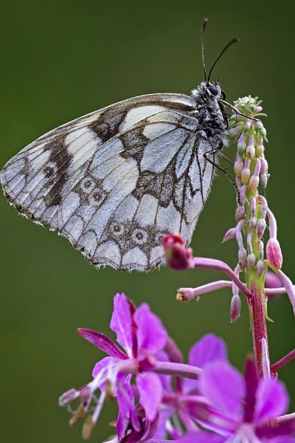 Butterfly, Insect, Melanargia Galatea