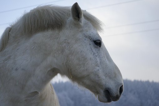 Free Horse Animal photo and picture