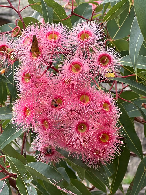 Free Gum Blossom Bees photo and picture