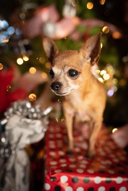 Free Christmas Christmas Tree photo and picture