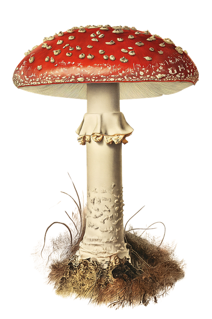 Ciupercă, Ciuperca, Amanita Muscaria