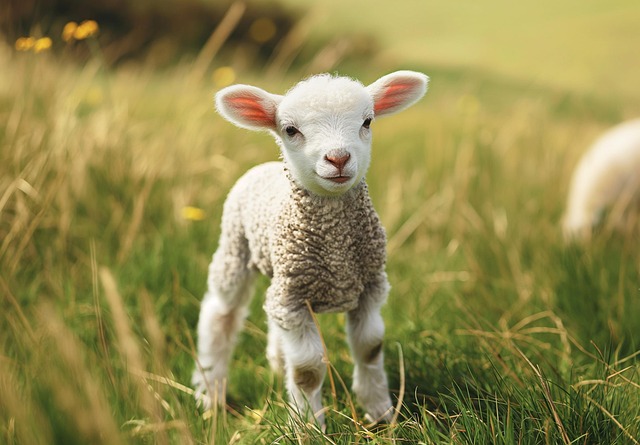 Free lamb pastoral scene illustration