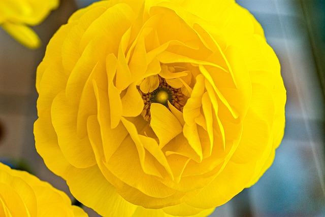 Free Flower Nature photo and picture