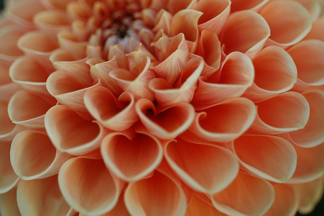 Free Macro Close Up photo and picture