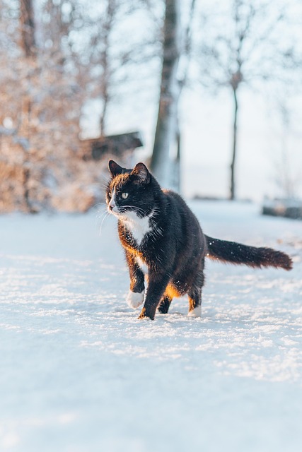 Free Cat Winter photo and picture