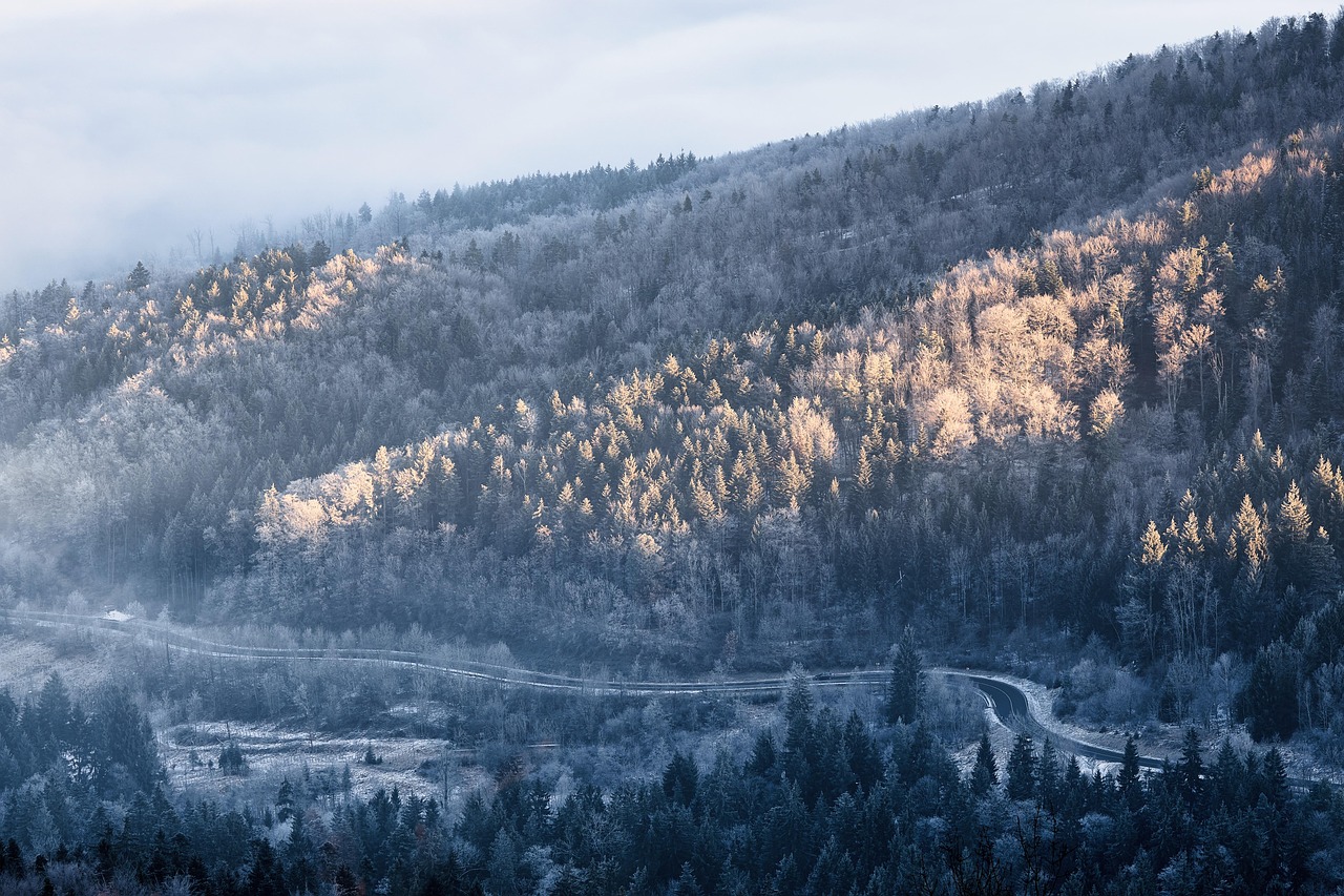 Fog - free online jigsaw puzzle photo