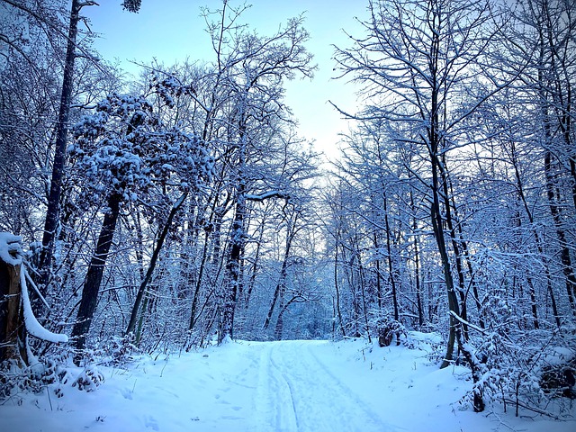 Free Winter Snow photo and picture
