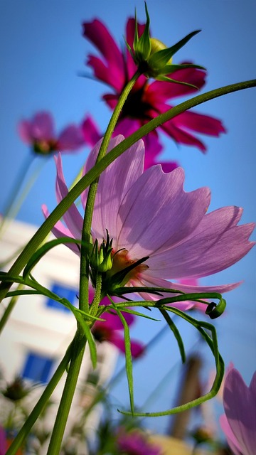 Free Cosmos Flowers Flowers photo and picture
