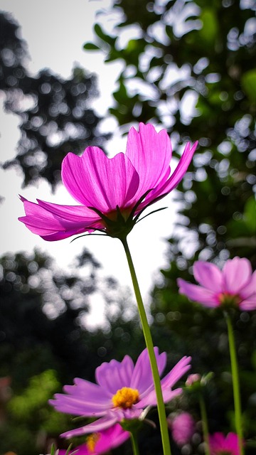 Free Flower Cosmos photo and picture