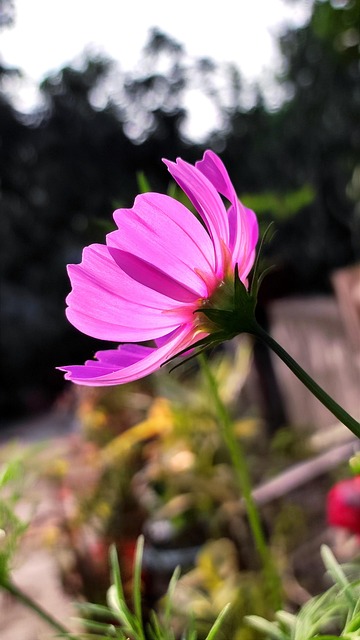 Free Flower Cosmos Flower photo and picture