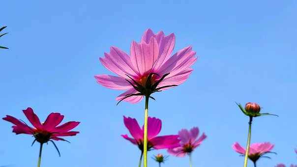 Free Flowers Cosmos Flowers photo and picture