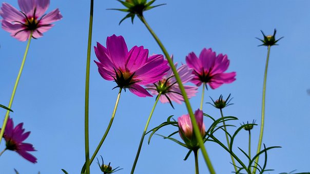 Free Flowers Cosmos Flowers photo and picture