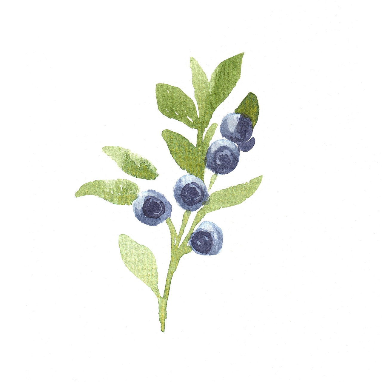 blueberry illustration free