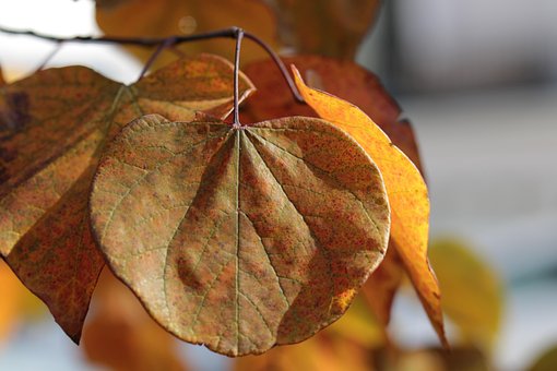 Free Fall Autumn photo and picture