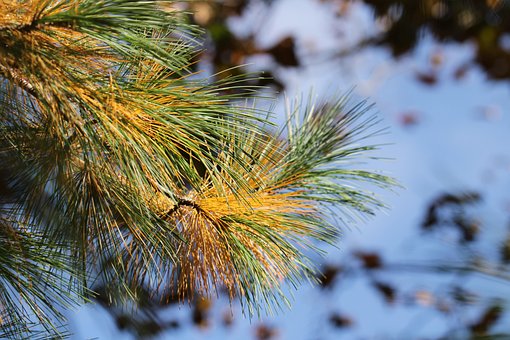 Free Fall Tree photo and picture