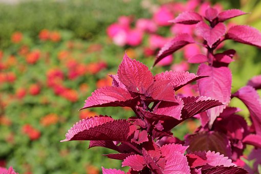 Free Garden Plants photo and picture