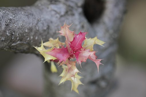 Free Plant Tree photo and picture