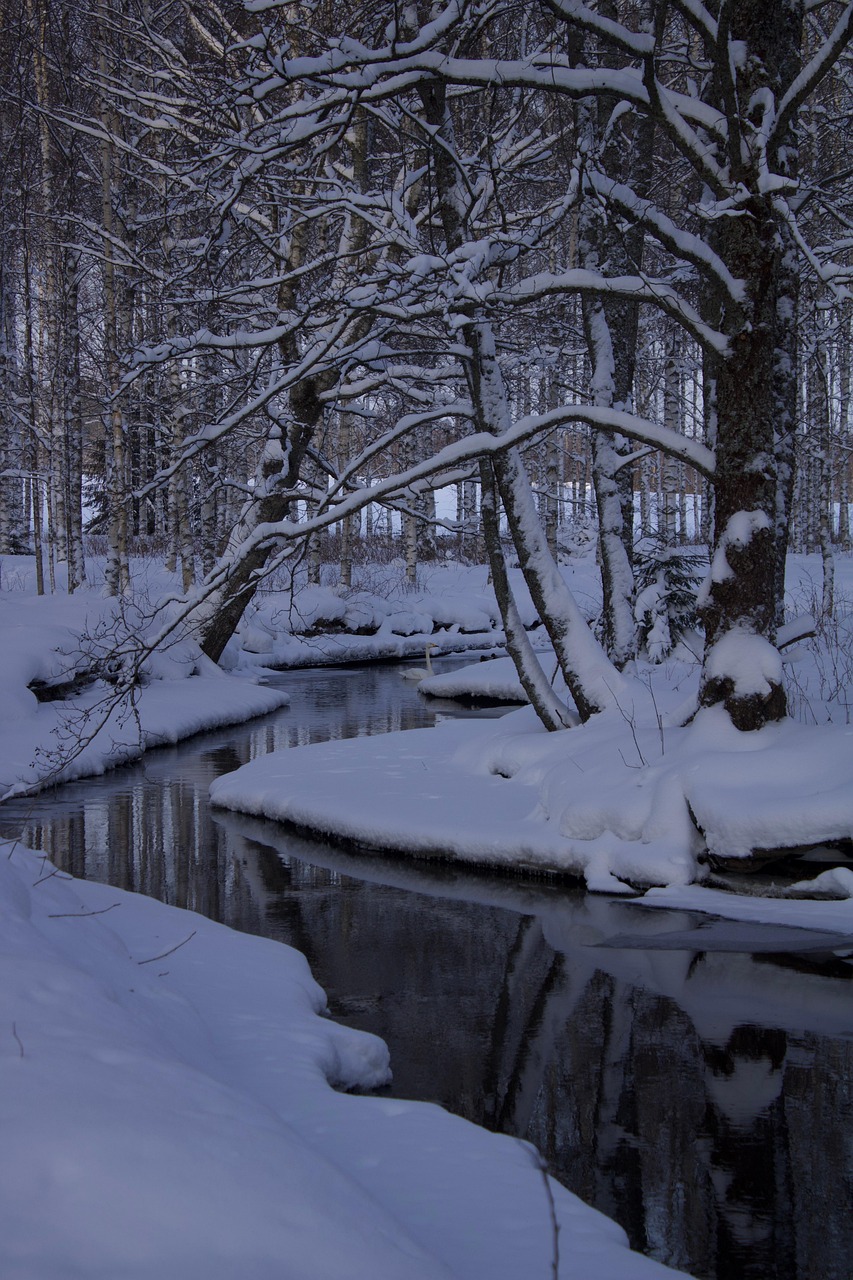 Forêt Le Noir Fleuve - Photo gratuite sur Pixabay - Pixabay