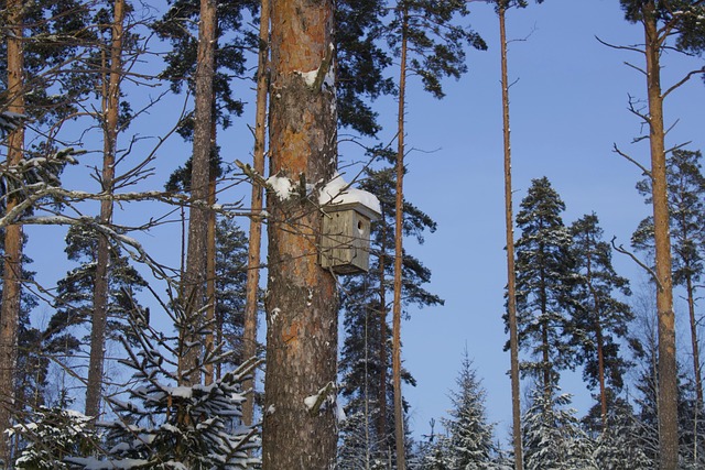 Birdhouse Sons Of The Forest