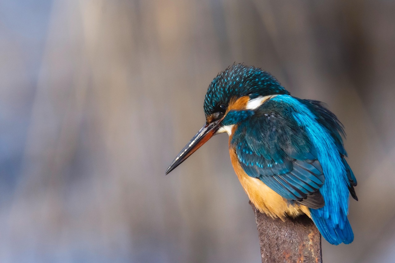 Kuningaskalastaja Lintu El in Ilmainen Valokuva Pixabayssa Pixabay kuningaskalastaja-lintu-el-in-ilmainen-valokuva-pixabayssa-pixabay