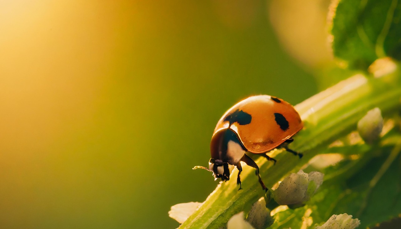 Free ai generated ladybug bug illustration