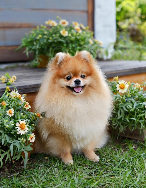 Free ai generated dog pomeranian illustration