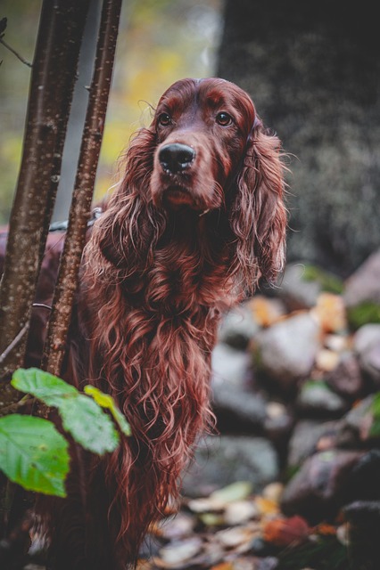 Free Dog Setter photo and picture