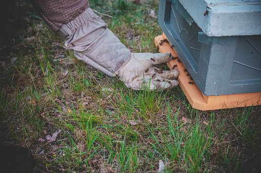 Free Bin Beehive photo and picture