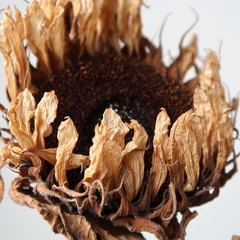 Free Dry Sunflower Closeup photo and picture