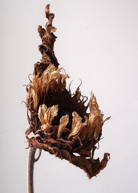 Free Dry Sunflower Closeup photo and picture
