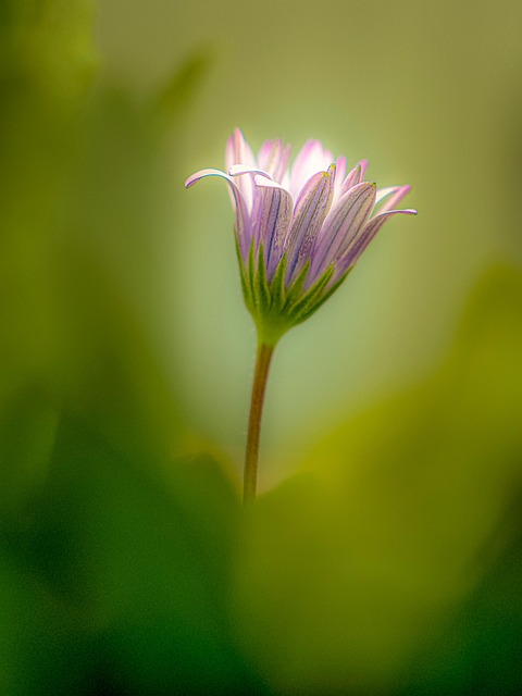 Gänseblümchen, Blume, Natur, Frühling