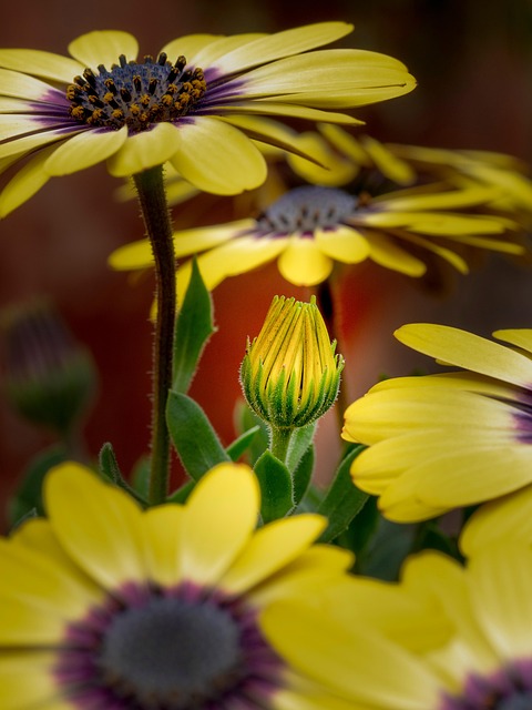 Gänseblümchen, Blume, Natur, Frühling