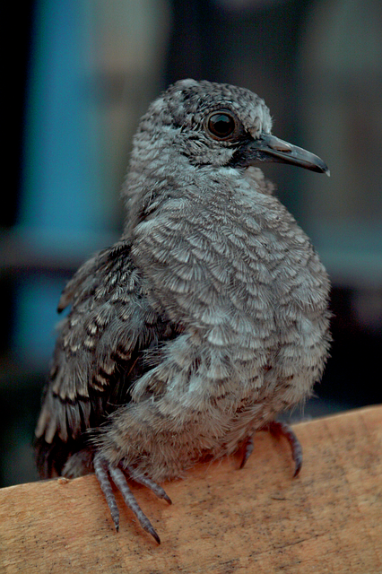 Pajaro, Ave, Cisne, Pájaro, Animal
