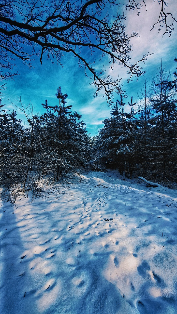 雪 冬天 松树 - Pixabay上的免费照片 - Pixabay