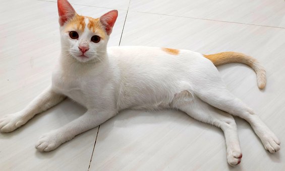 Free Cat Pet photo and picture