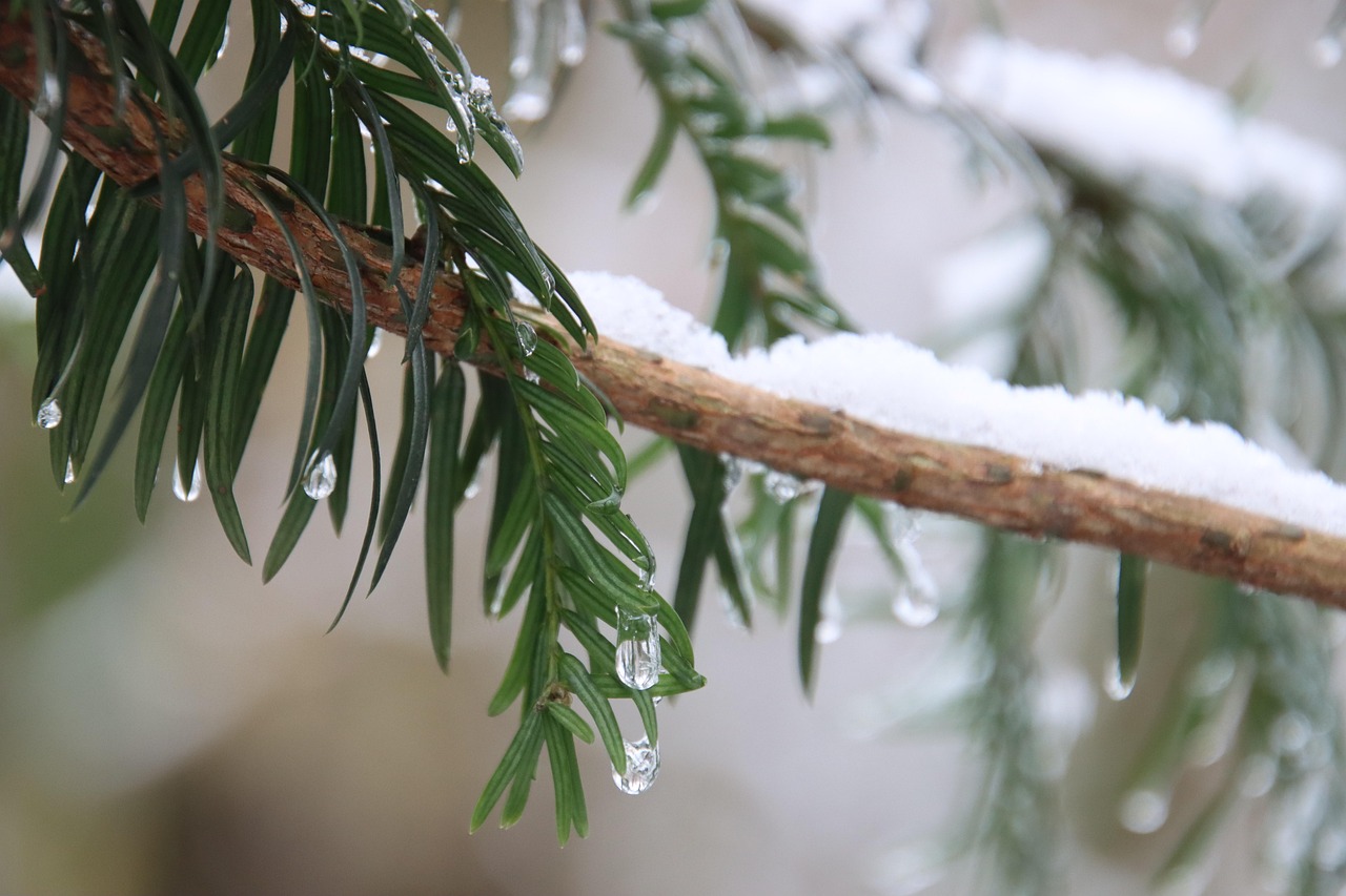 冬天 雪 自然 - Pixabay上的免费照片 - Pixabay