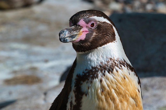 Free Humboldt Penguin Penguin photo and picture
