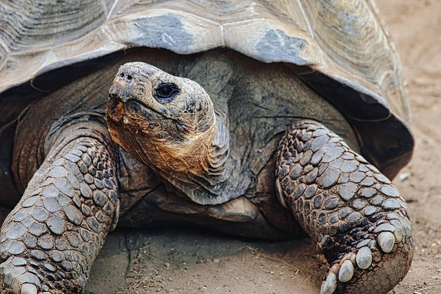 Free Giant Tortoise Tortoise photo and picture