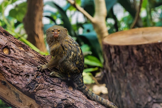 Free Pygmy Marmoset Primate photo and picture