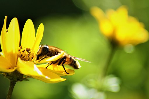 Free Bee Nature photo and picture