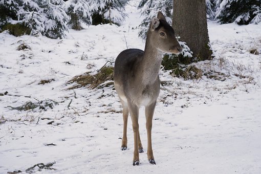 Free Deer Nature photo and picture