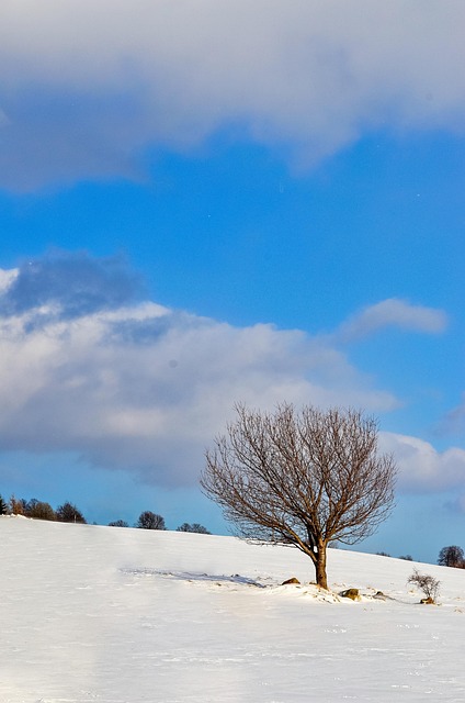 Free Snow Winter photo and picture